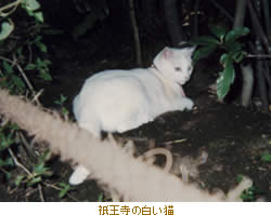 祇王寺の白い猫