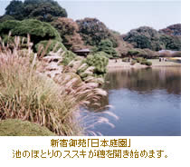 新宿御苑「日本庭園」/池のほとりのススキが穂を開き始めます。